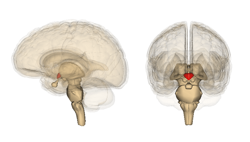 The hypothalamus is highlighted on an image of the brain