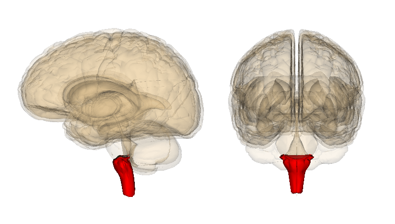 The medulla is highlighted on an image of the brain