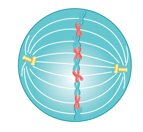 Metaphase Diagram