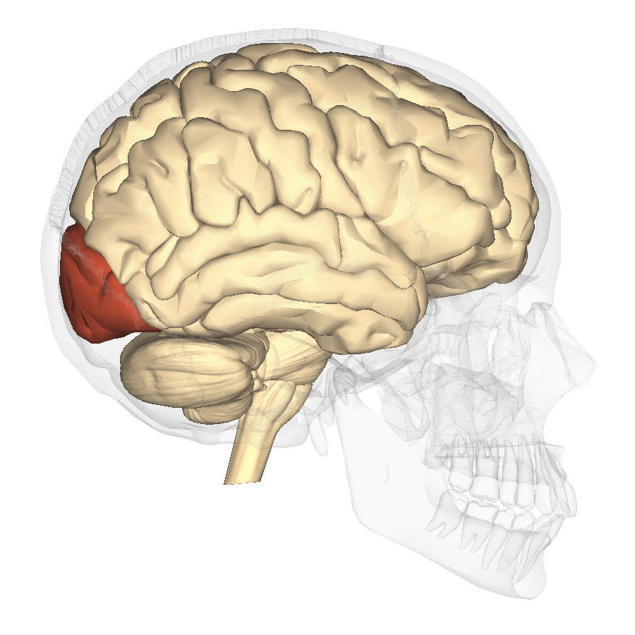 The occipital lobe is highlighted on an image of the brain