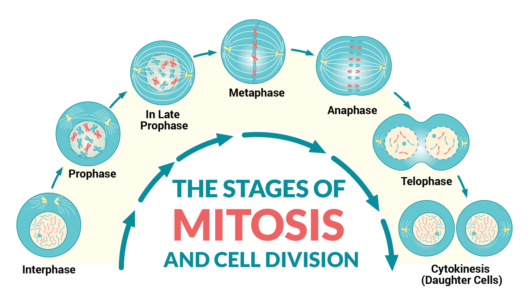 Última etapa de la mitosis