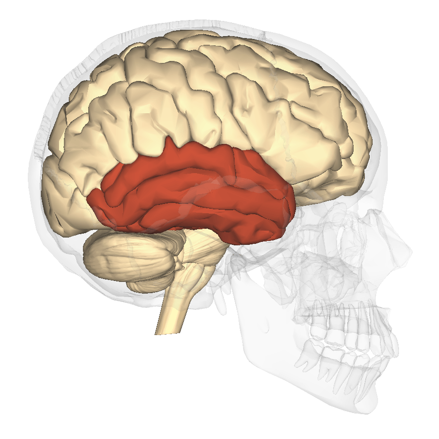 The temporal lobe is highlighted on an image of the brain