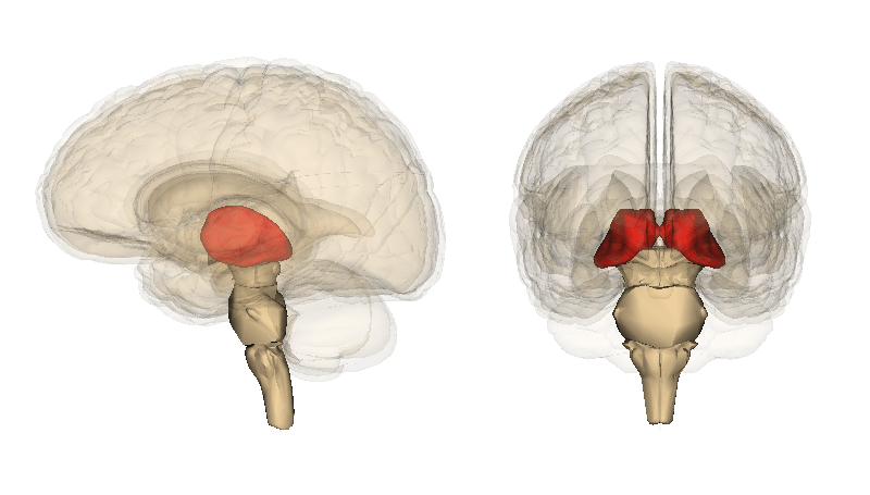 The thalamus is highlighted on an image of the brain