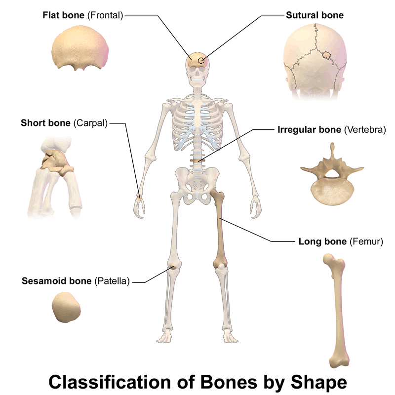 Different Bone shapes