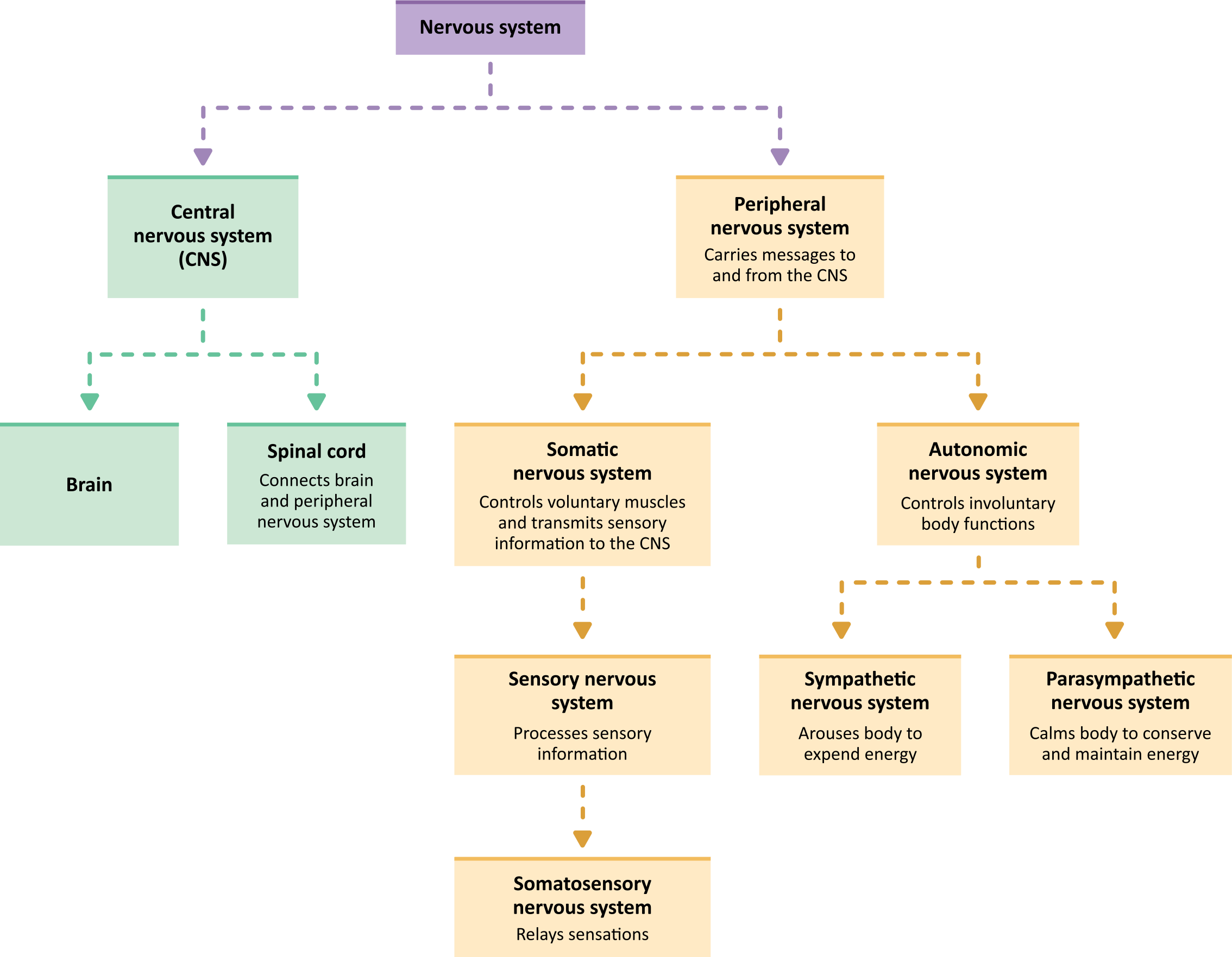 nervous-system-part-2-classification-and-function-of-nervous-system