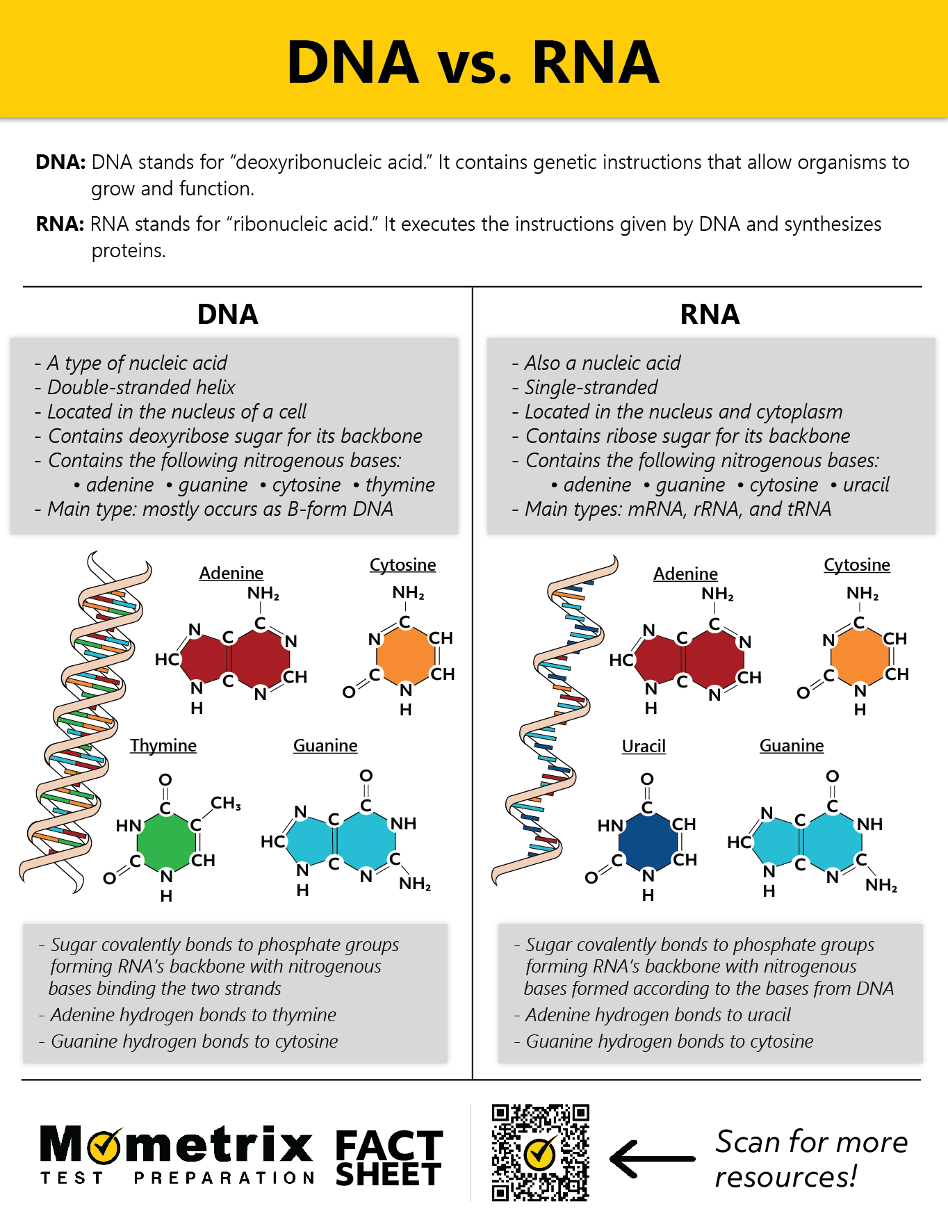 DNA vs. RNA (Video & Fact Sheet)