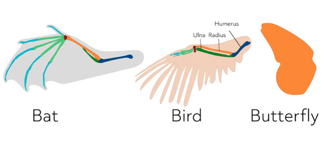 Comparative Anatomy Homologous Structures