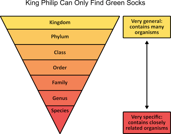 Types Of Taxonomy Systems Design Talk   Biological Classification Scheme Mnemonic 