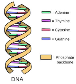 DNA strand