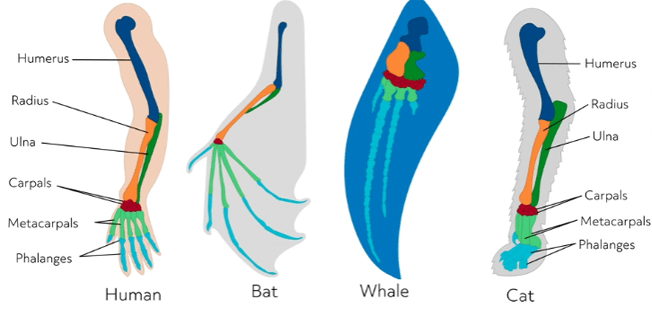 Comparative Anatomy Homologous Structures