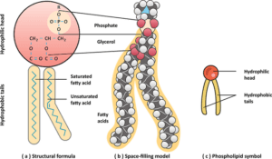 What Are Lipids? - Chemistry Review (Video)