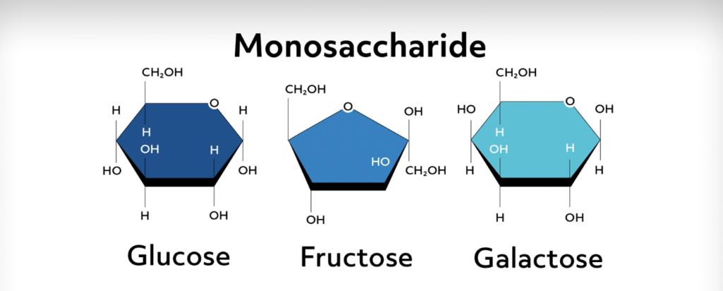 What Are Carbohydrates? (review Video)