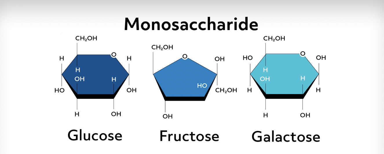 Chemical structure of three monosaccharides