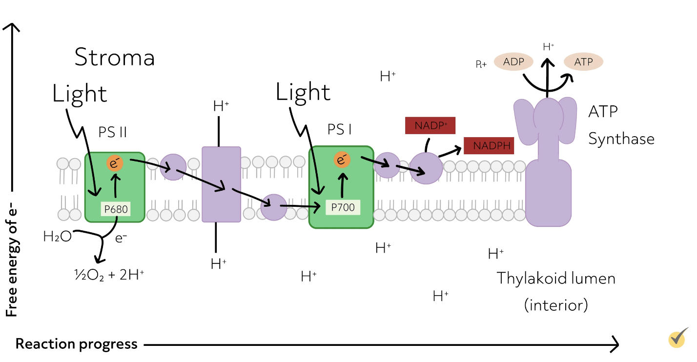 light-dependent phase of photosynthesis