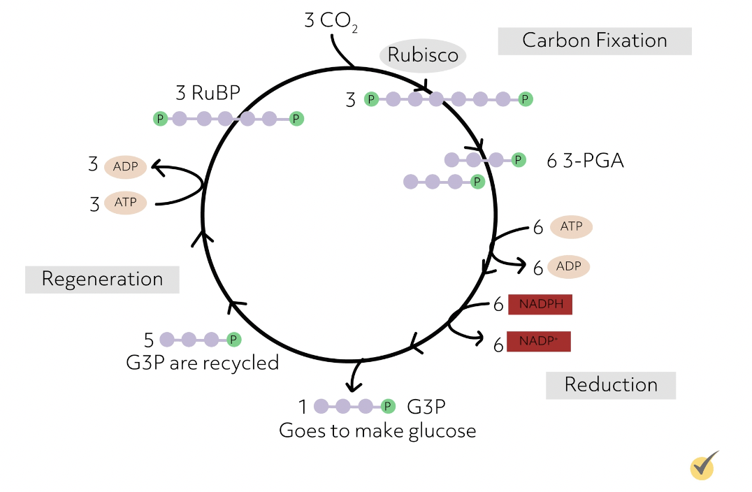light-independent phase of photosynthesis