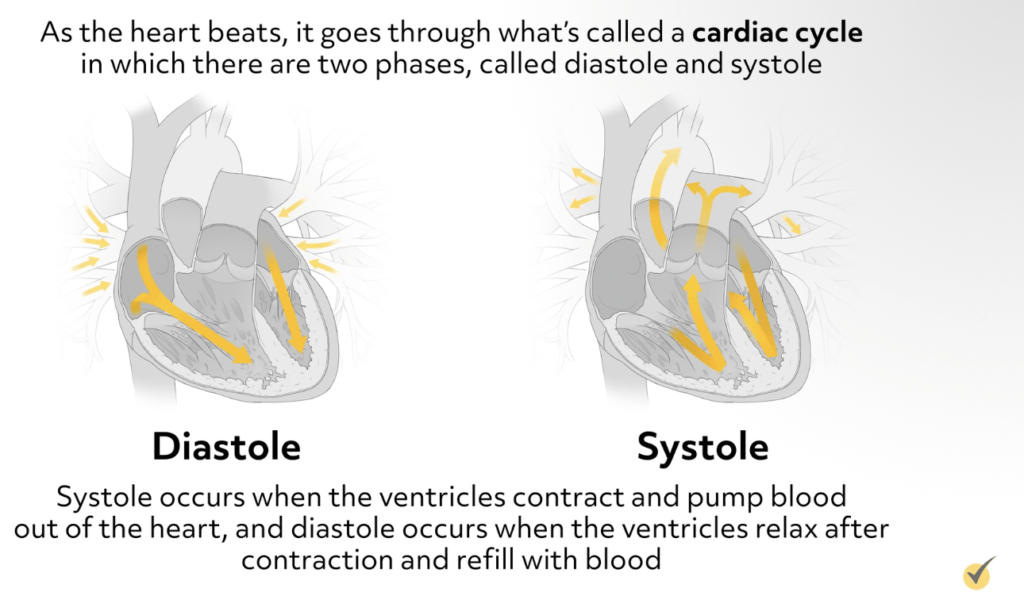 What is the Function of the Cardiovascular System? (Video)