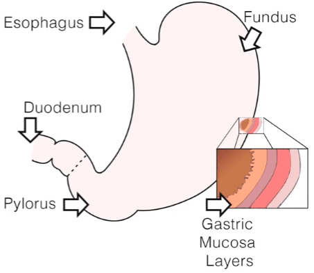 Curling's Ulcer cause