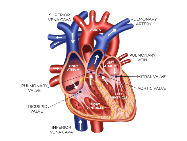 path of blood through the heart