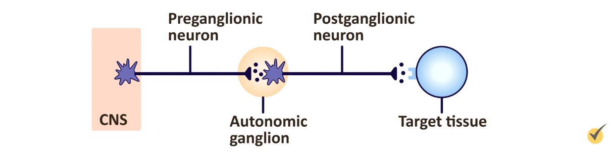 pre/post ganglionic neurons