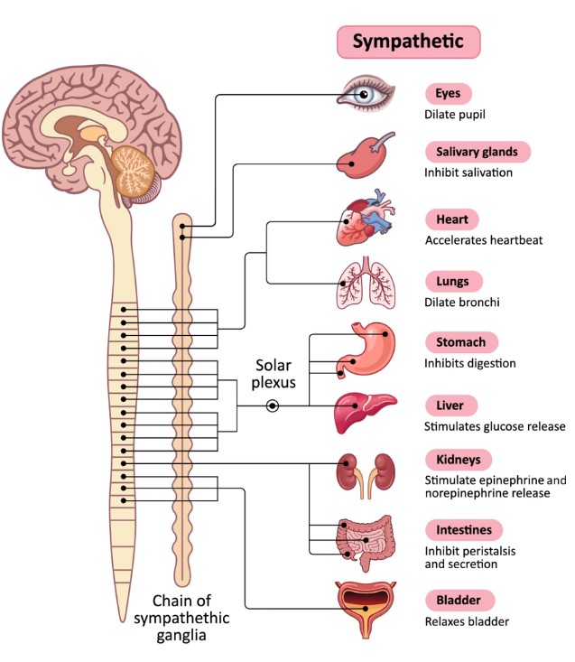 sympathetic nervous system