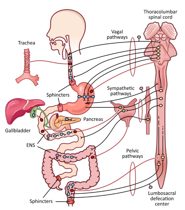 enteric nervous system