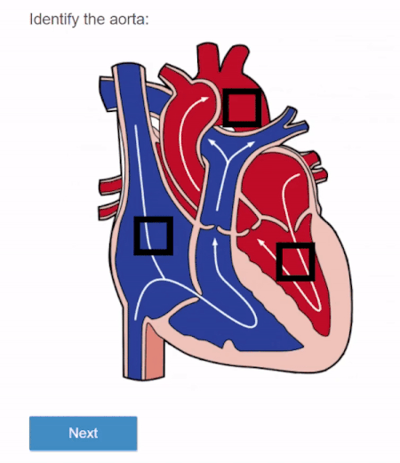diagram of human heart with three selection boxes