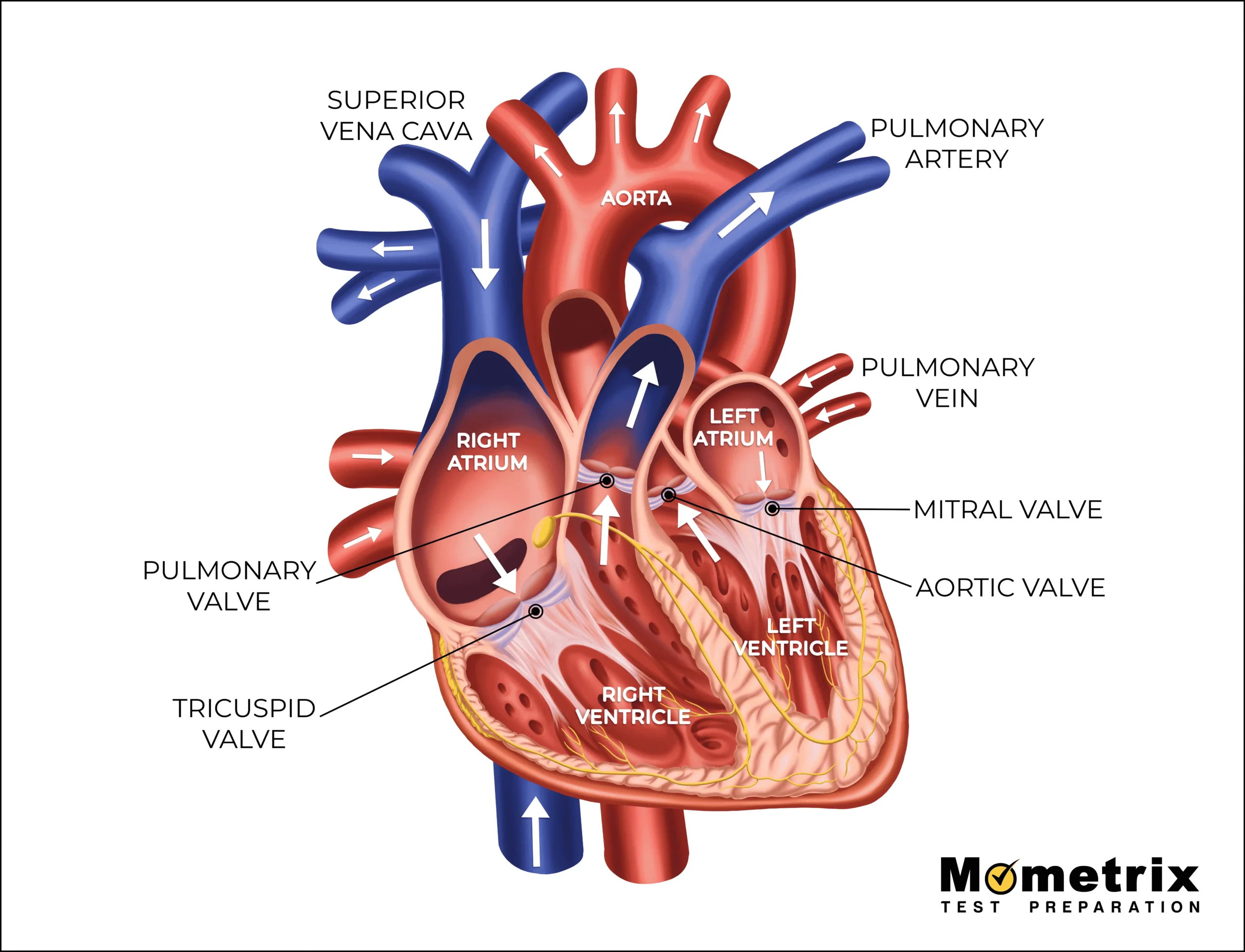 The Heart Diagram Blood Flow The Heart Diagram Blood Flow