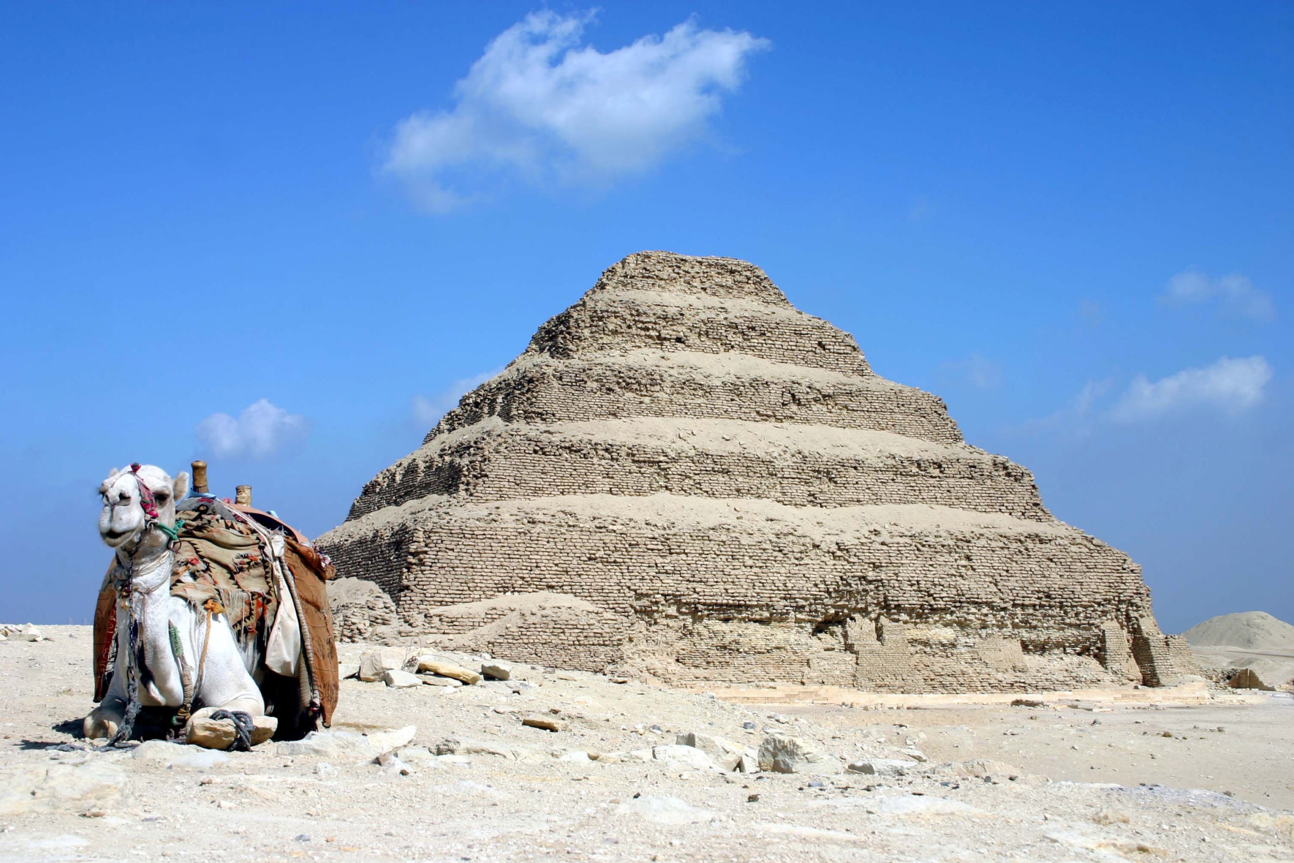 a camel sits in front of a pyramid