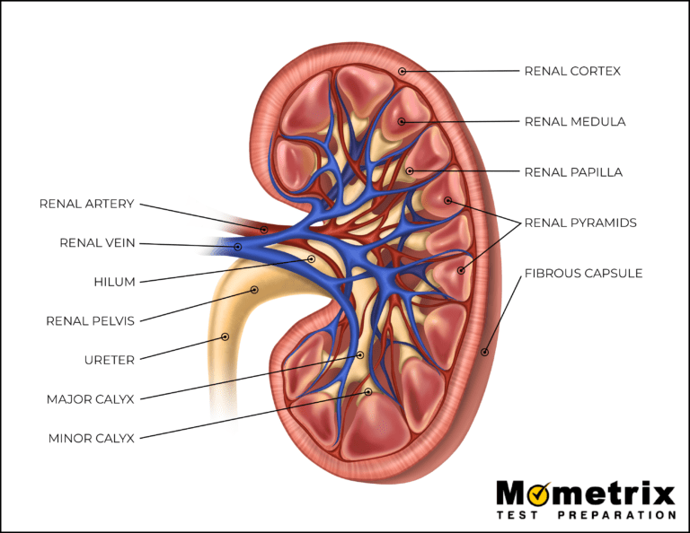 kidney labeled