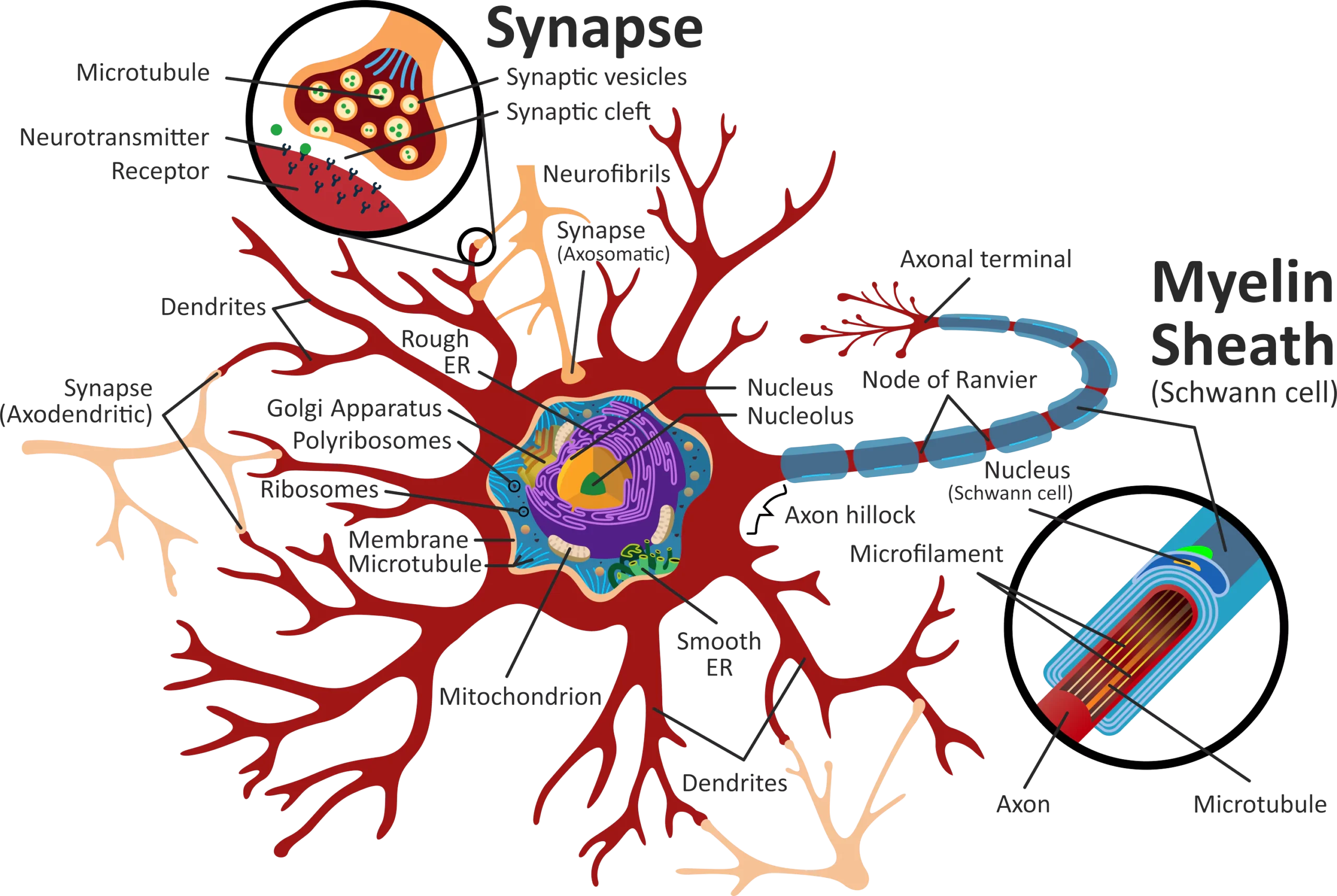 Illustration of a neuron showing its various parts: dendrites, cell body, axon, myelin sheath, synapse, and associated structures like the nucleus, mitochondria, ribosomes, and synaptic vesicles.