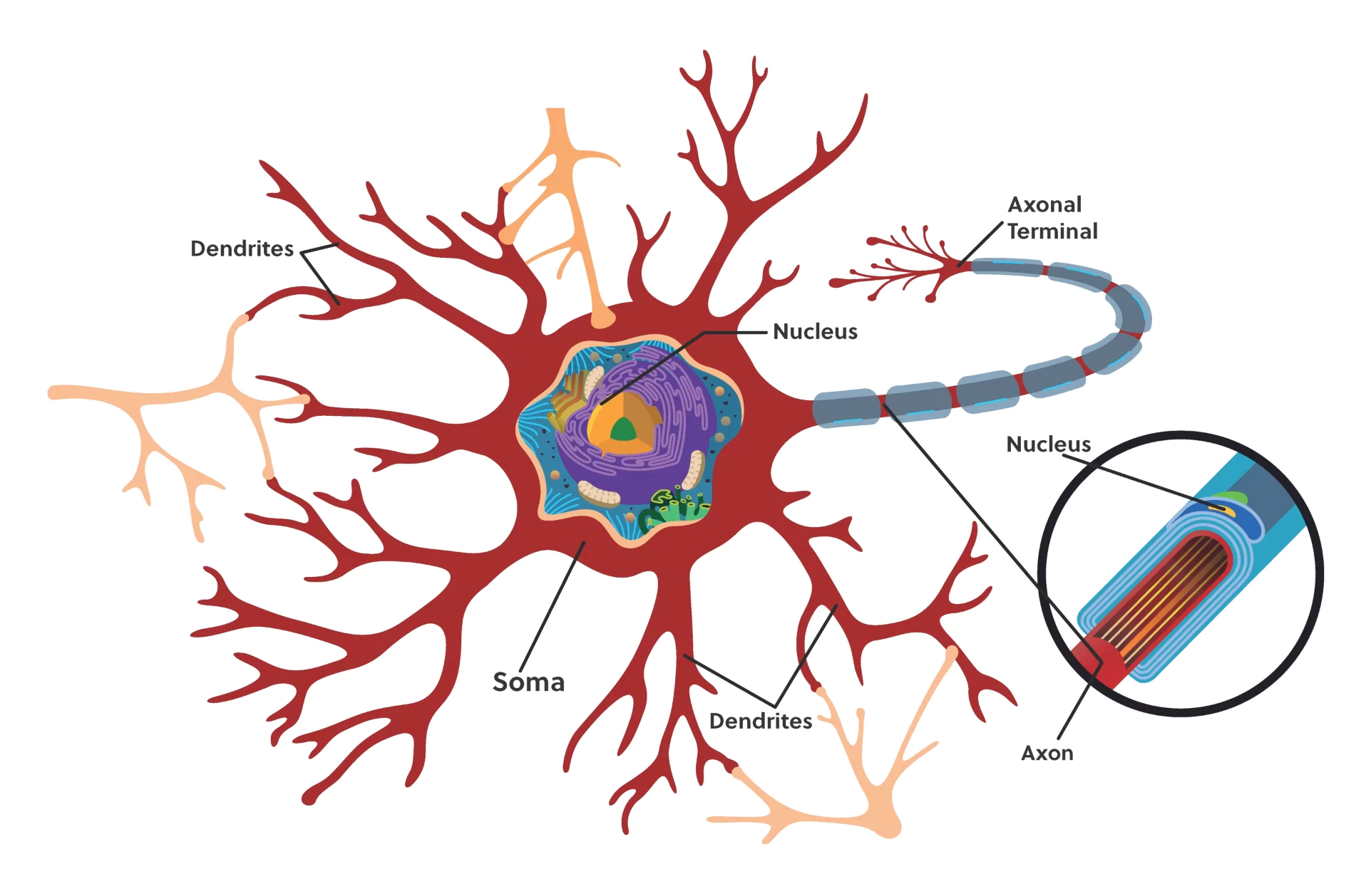 Illustration of a neuron showing dendrites extending from the soma, a nucleus inside the soma, and an axon with an enlarged view of its cross-section showing internal structures.