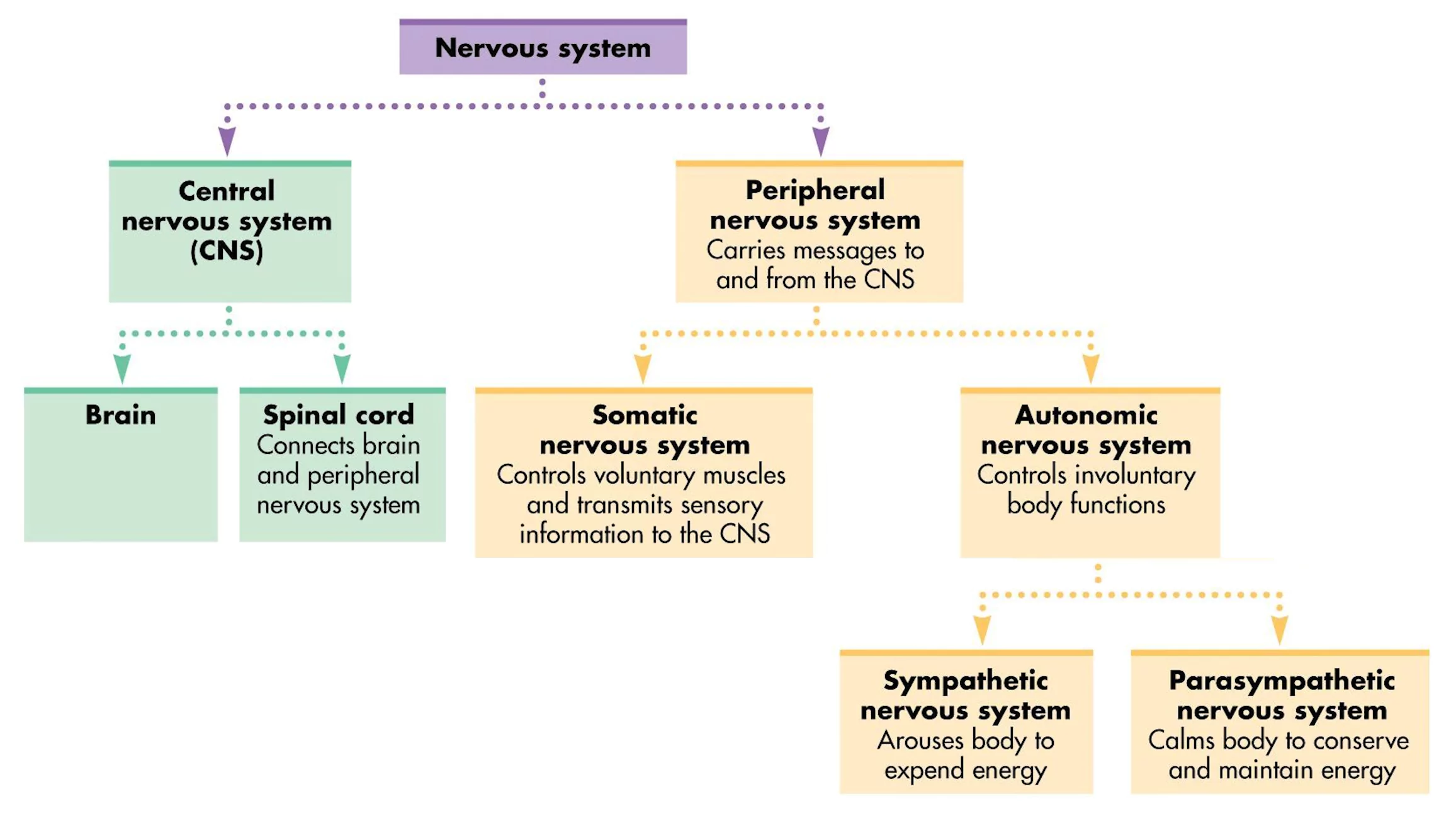 Diagram of the nervous system showing its divisions: Central Nervous System (brain and spinal cord) and Peripheral Nervous System (somatic and autonomic, with the latter including sympathetic and parasympathetic).
