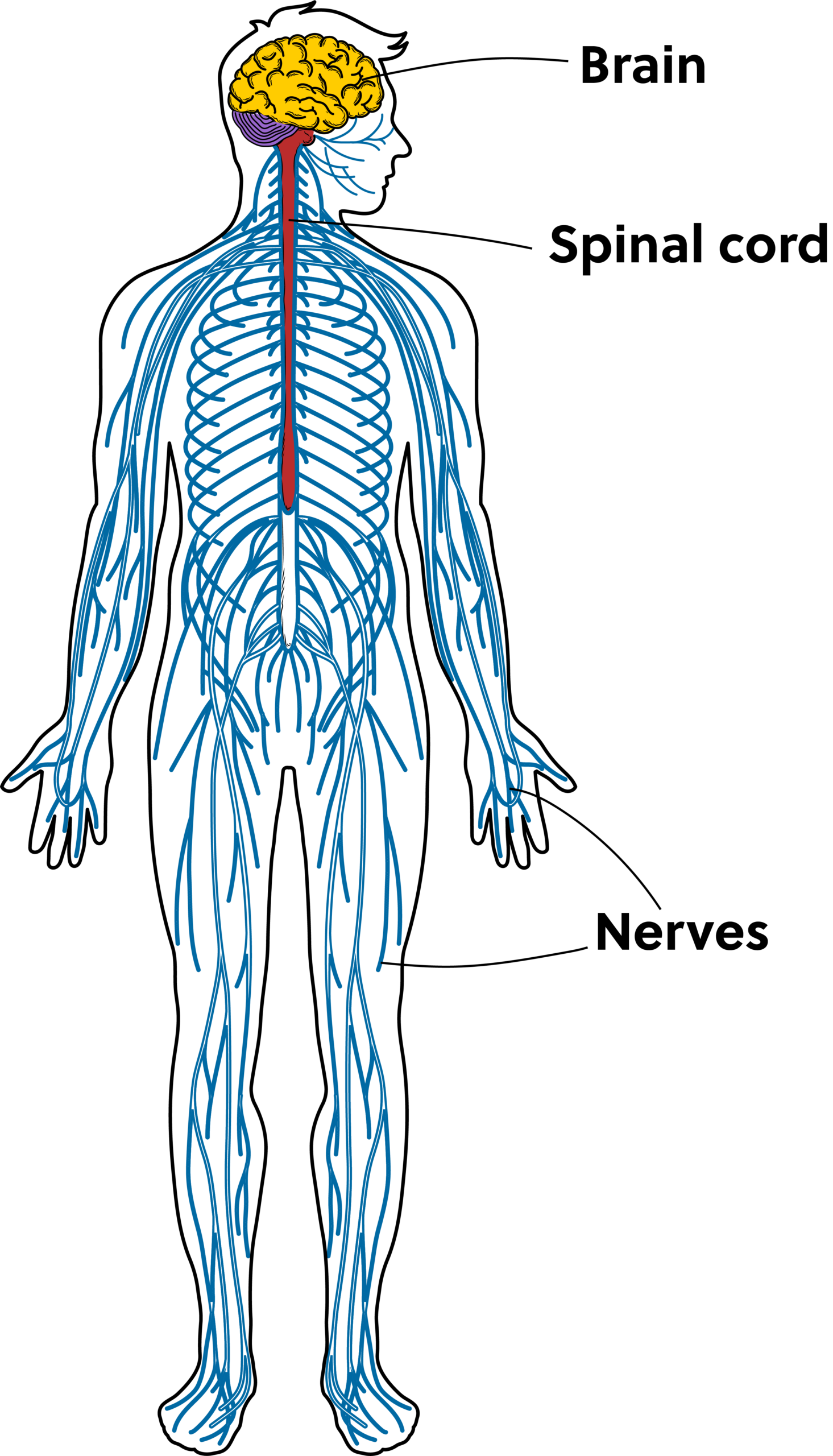 Diagram of the human nervous system showing the brain, spinal cord, and peripheral nerves labeled.