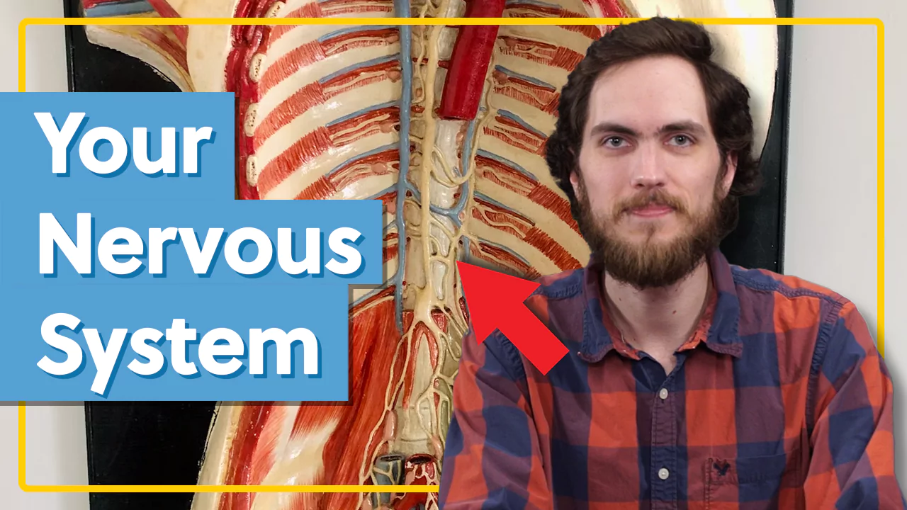 A man with a beard and plaid shirt sits in front of a detailed anatomical diagram of the human nervous system, with text that reads "Your Nervous System" and a red arrow pointing to the diagram.