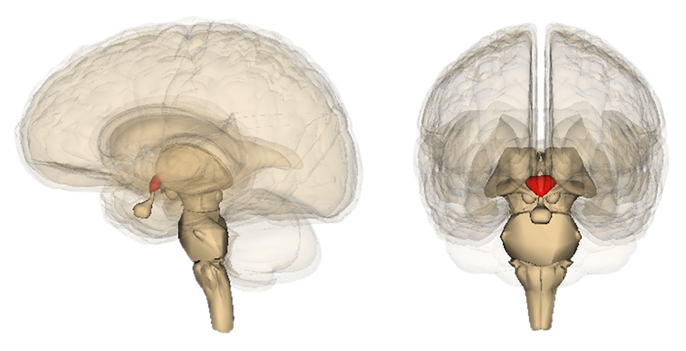 Illustration of the human brain in side and front views, highlighting the red-colored part of the brainstem.