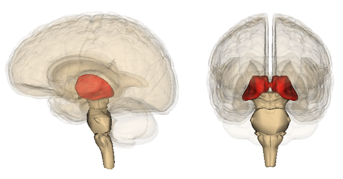 Medical illustration of the human brain highlighting the thalamus in red from left sagittal and front views.