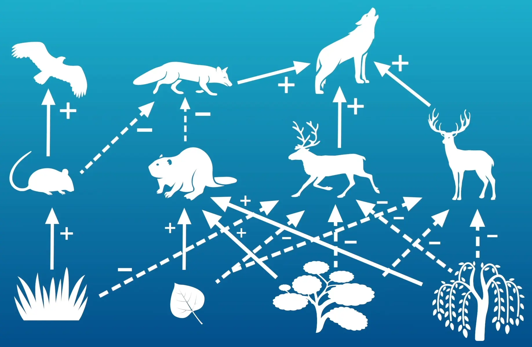 Illustration of a food web showing interactions among animals such as a mouse, beaver, wolf, and deer, along with plants like grass and trees, indicated by arrows and symbols.