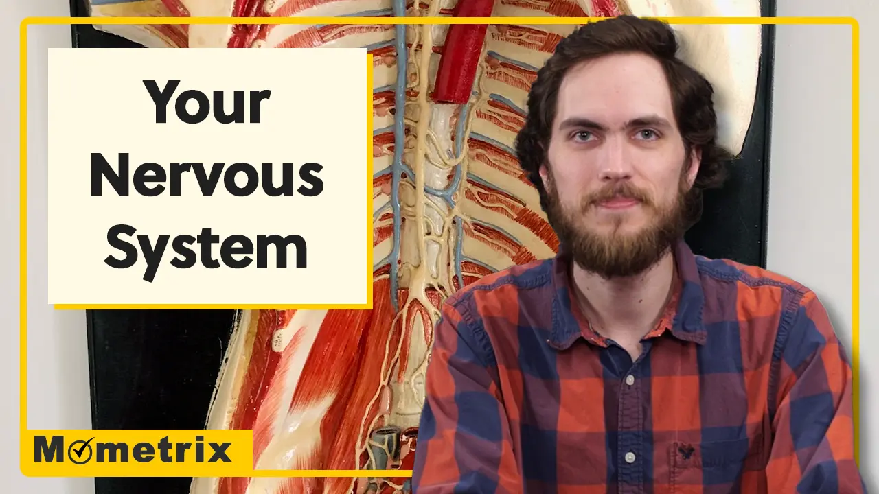 Man in a plaid shirt sits in front of a nervous system diagram. Text reads, "Your Nervous System.