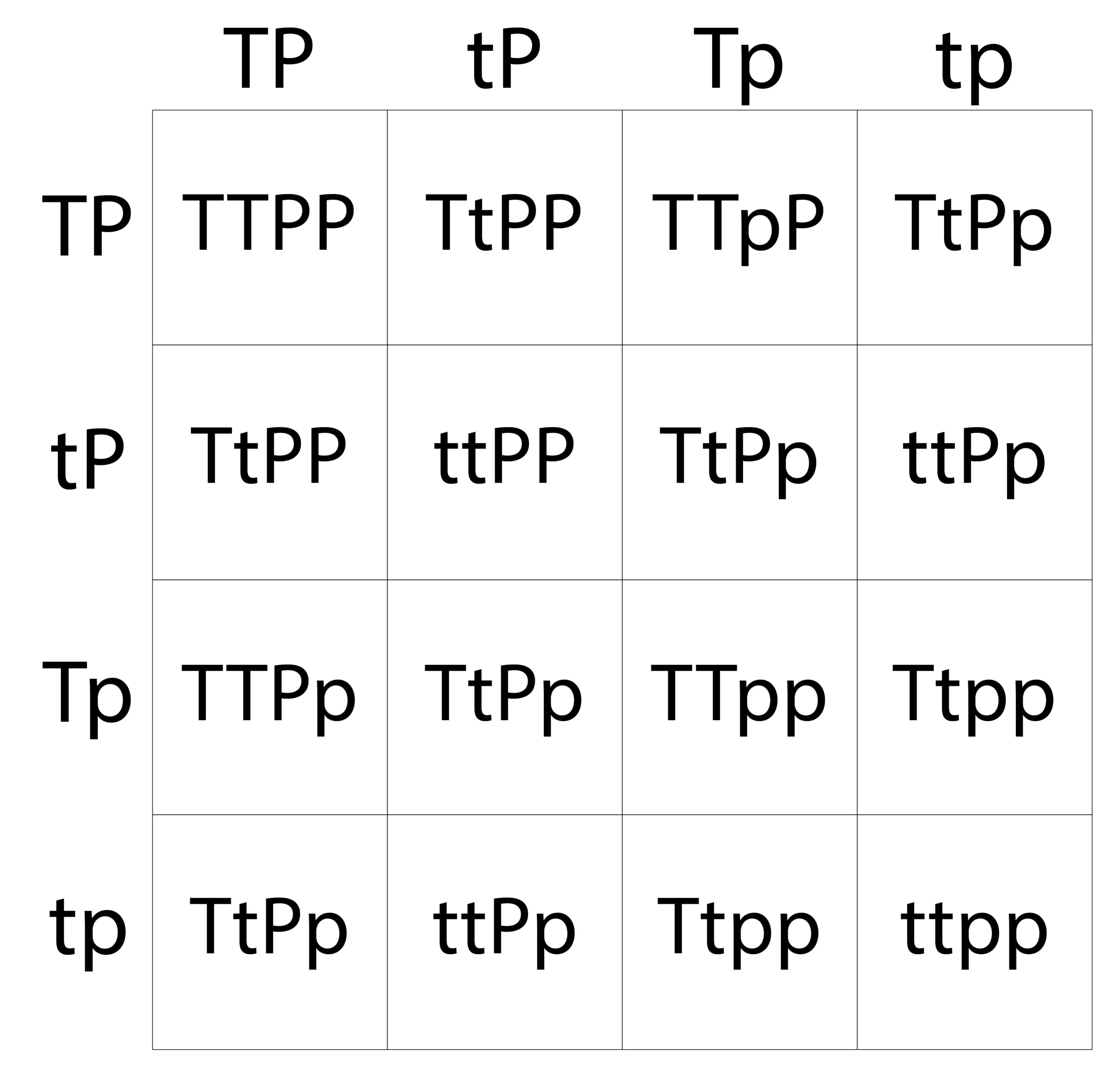 A 4x4 grid showing combinations of letters T and P in different uppercase and lowercase forms, arranged in a repetitive pattern.