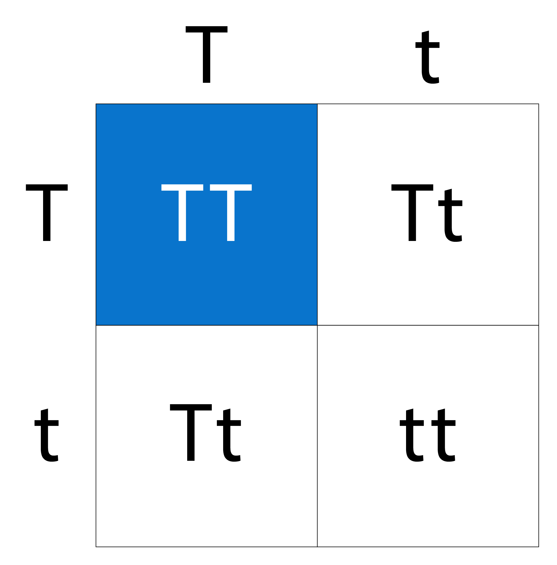 A Punnett square diagram showing a genetic cross with four sections labeled TT, Tt, Tt, and tt.