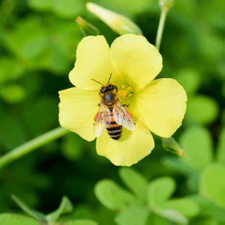 BuzzyQBee's profile picture