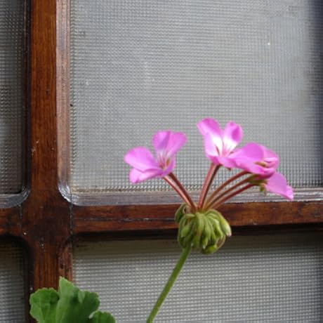 mizgardenia's profile picture