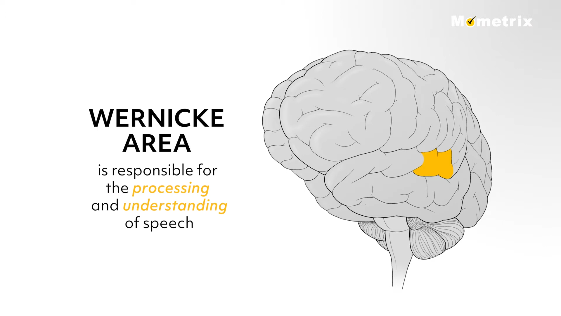 Educational diagram of the brain highlighting the Wernicke area (orange) with text about speech processing and understanding.