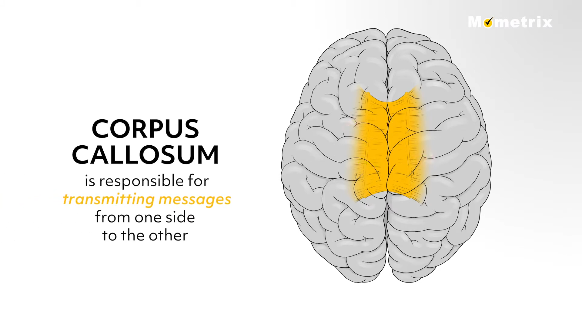 Illustration of a brain highlighting the corpus callosum in yellow, with text explaining it transmits messages between the two sides of the brain.