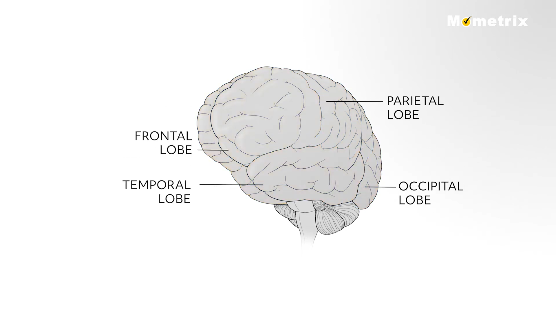 Diagram of the human brain with the frontal, parietal, temporal, and occipital lobes labeled.