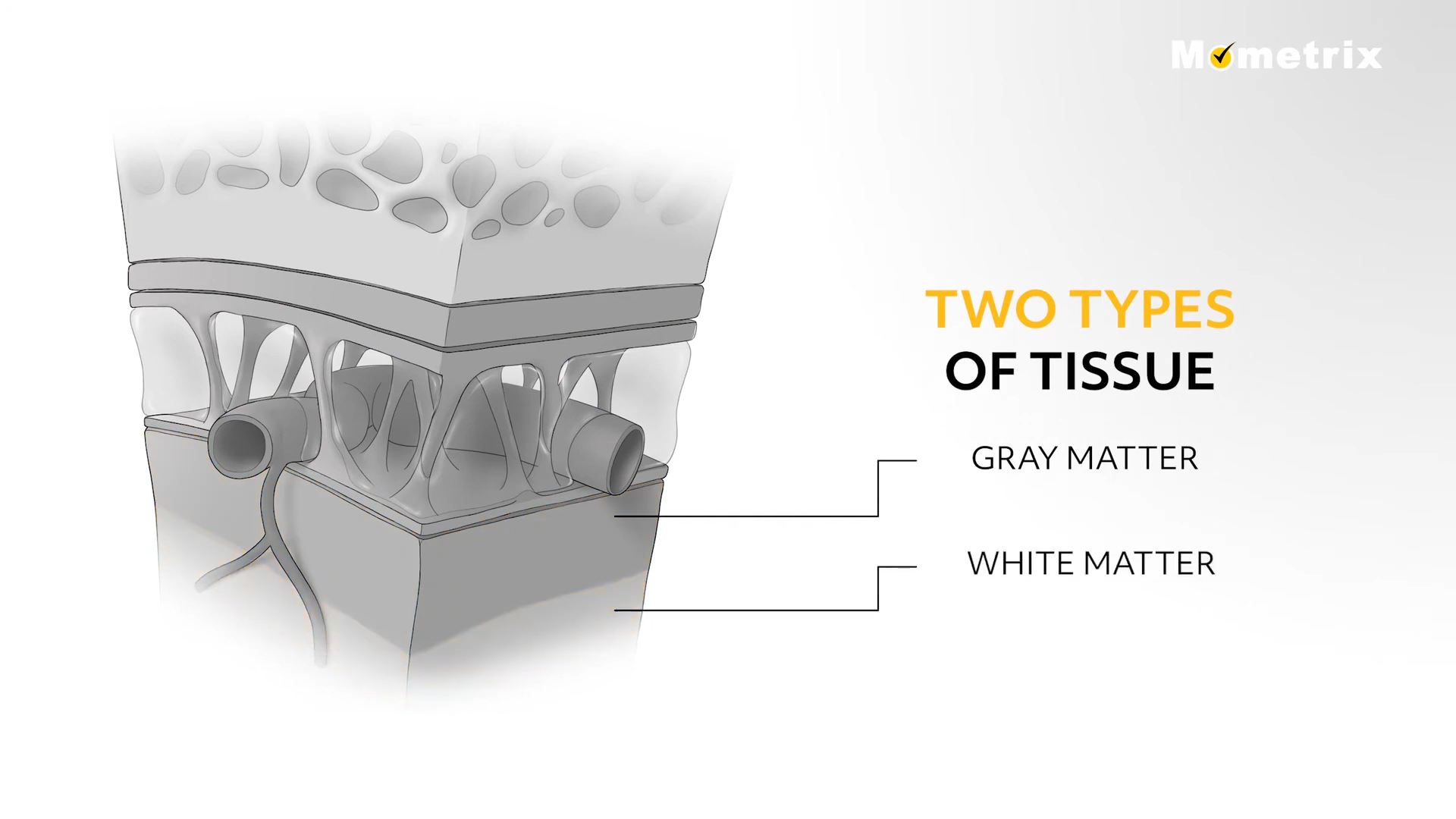Diagram showing a cross-section of brain tissue labeled with two types: gray matter and white matter; gray matter appears above white matter.
