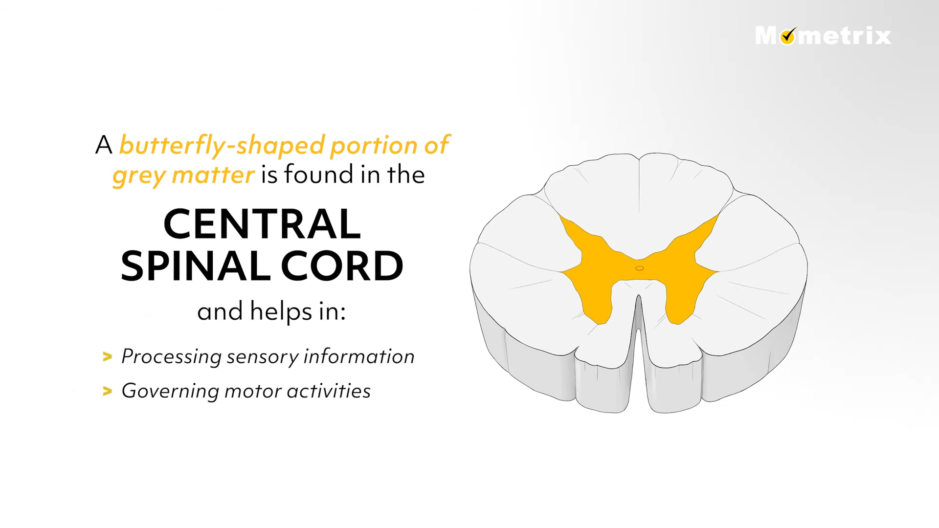 Cross-section of the central spinal cord showing a butterfly-shaped area of grey matter, highlighted in yellow, involved in sensory processing and motor control.