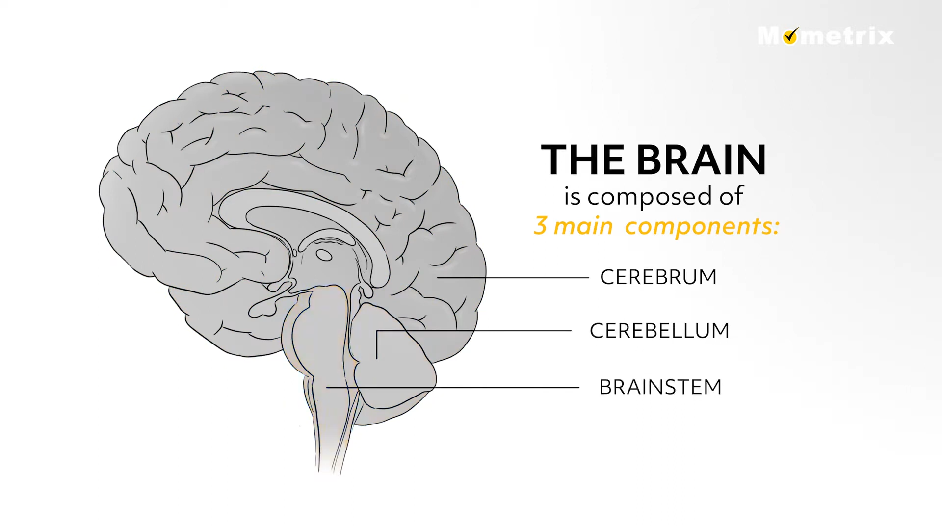 Side-view diagram of the human brain labeling the cerebrum, cerebellum, and brainstem with lines to each part, highlighting three main components.