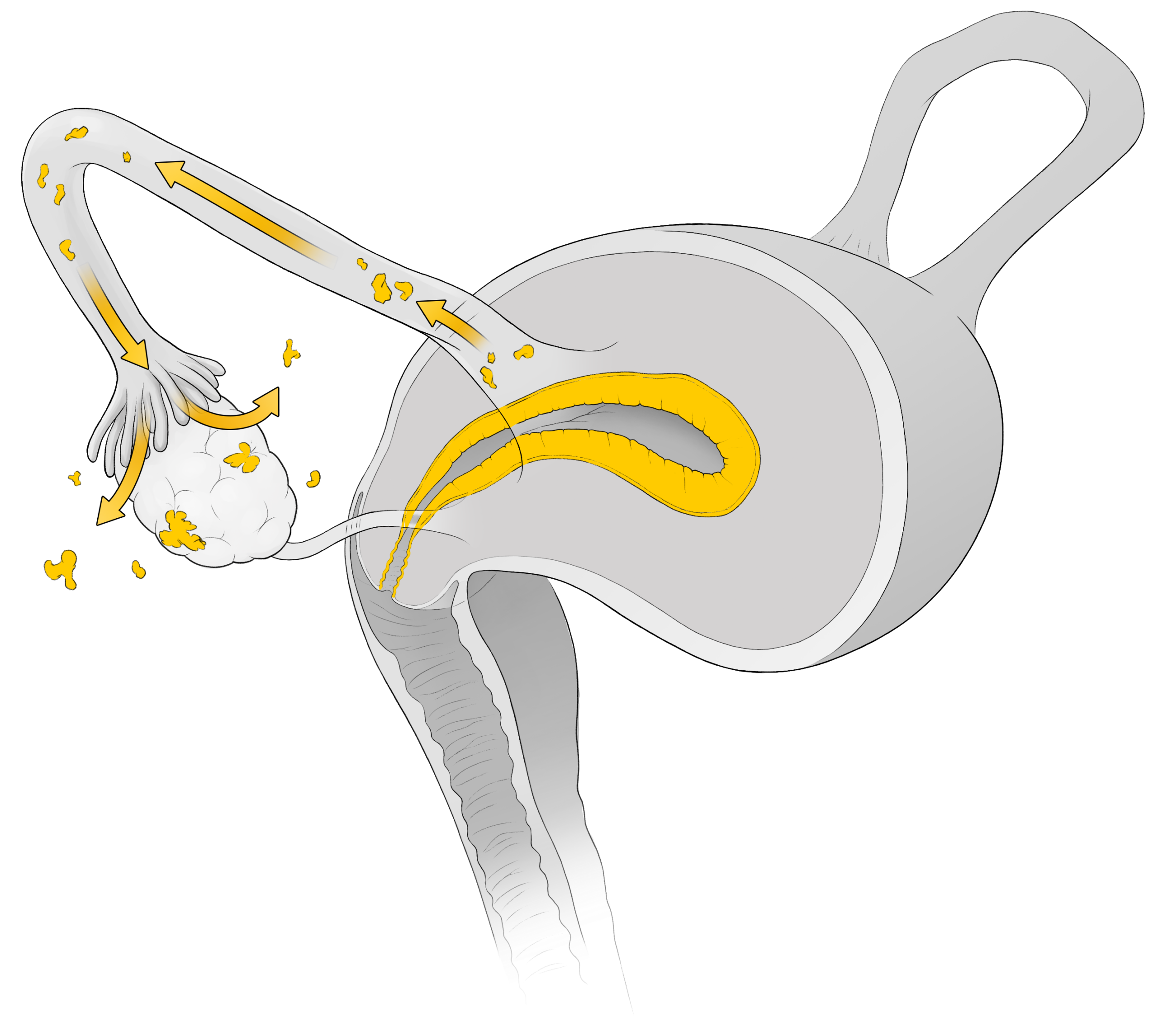 Diagram of the female reproductive system showing the movement of an egg from the ovary, through the fallopian tube, and into the uterus, with directional arrows.